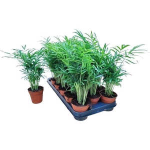 Chamaedorea elegans 9Ø 30cm