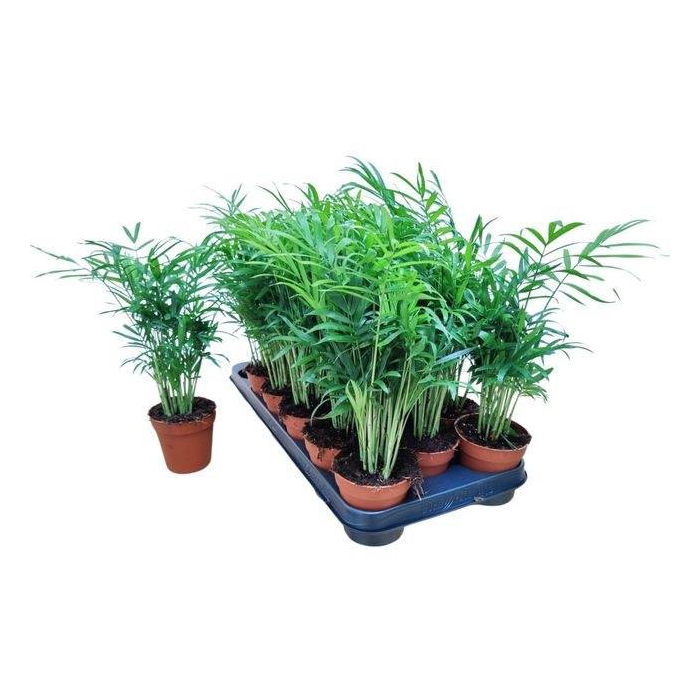 <h4>Chamaedorea elegans 9Ø 30cm</h4>