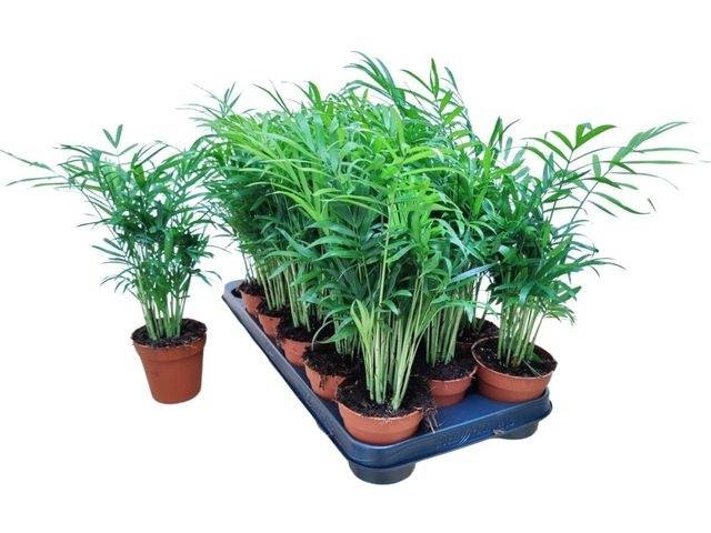 Chamaedorea elegans 9Ø 30cm