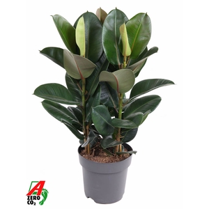 Ficus Elastica Robusta
