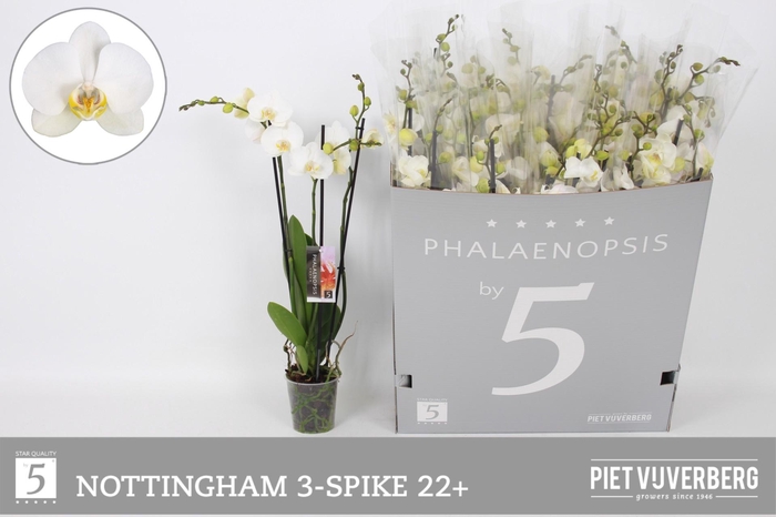 <h4>PHAL AN NOTTINGHAM</h4>