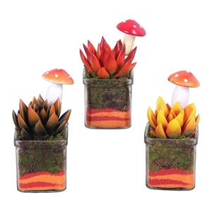 Autumn Arr. Succulents Glass Accuglas Square Ø08cm 1PP