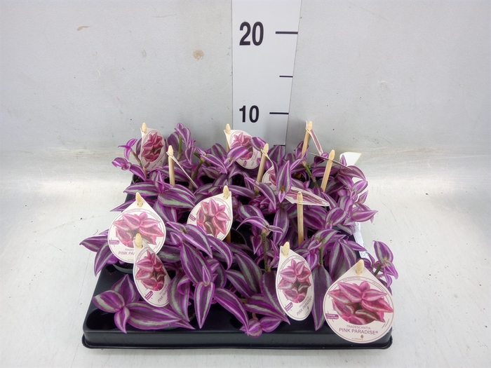 <h4>Tradescantia   ...</h4>