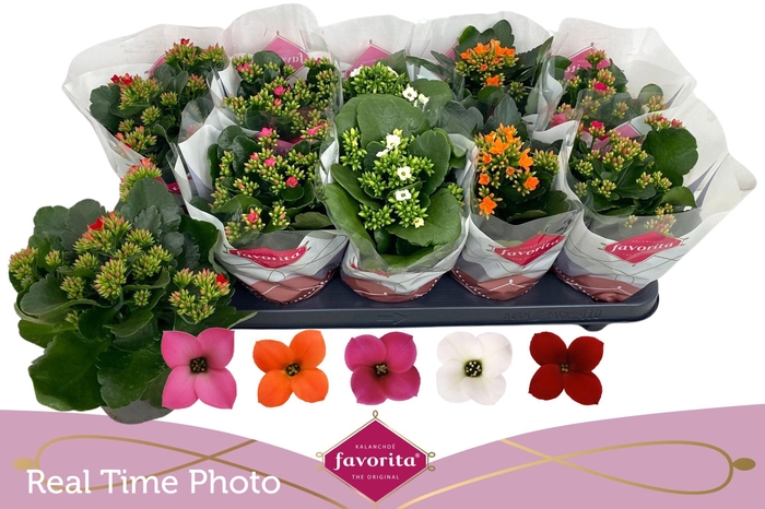 <h4>KAL EN GEM 5 KL</h4>