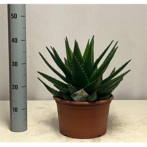 Aloe mitriformis