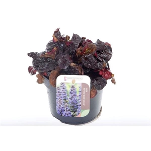 Ajuga reptans Black Scallop