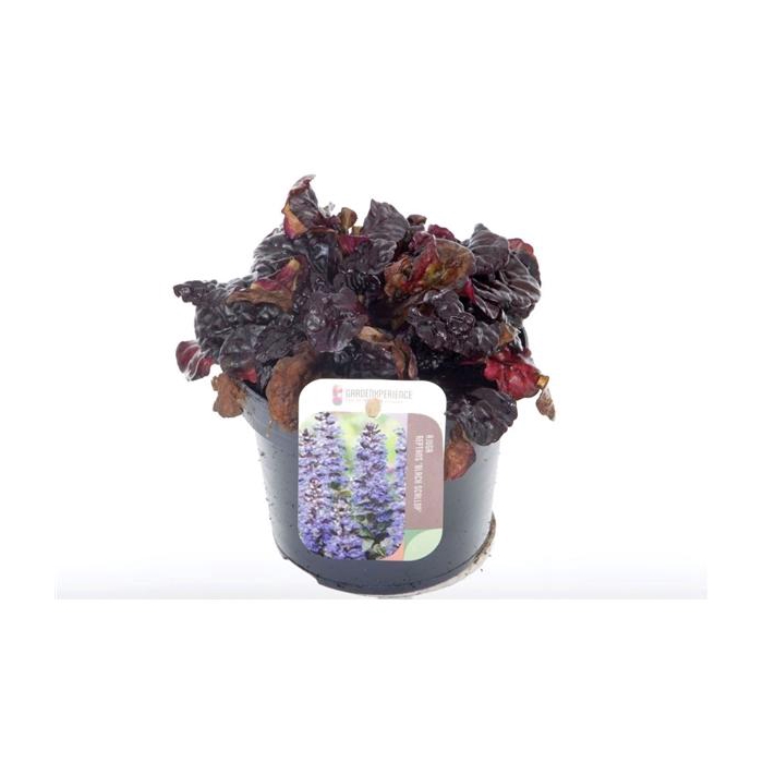 <h4>Ajuga reptans Black Scallop</h4>