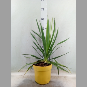 Yucca gloriosa 'Variegata'
