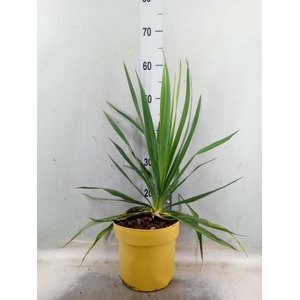 Yucca gloriosa 'Variegata'
