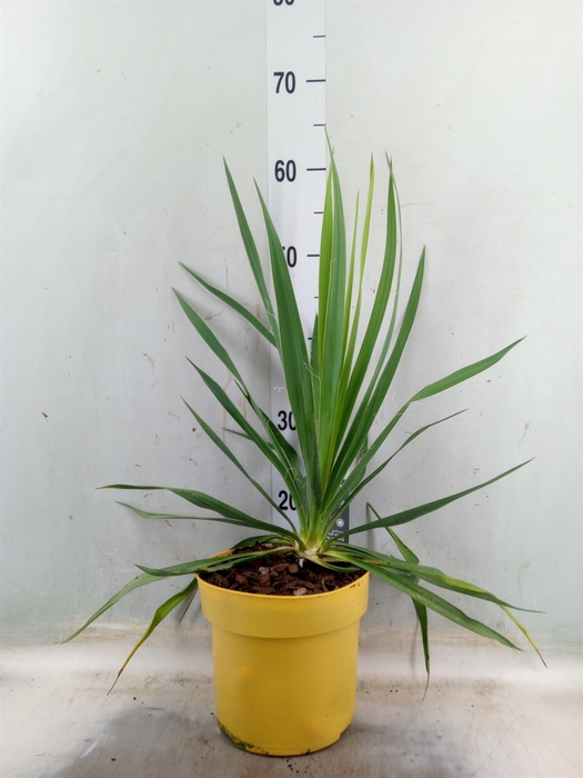<h4>Yucca gloriosa 'Variegata'</h4>