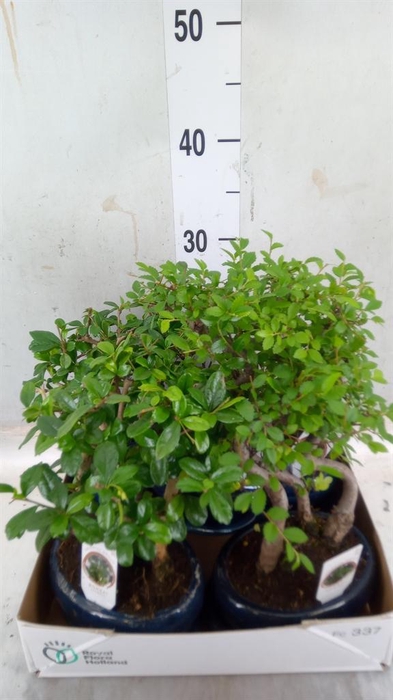 <h4>Bonsai   ...mix</h4>