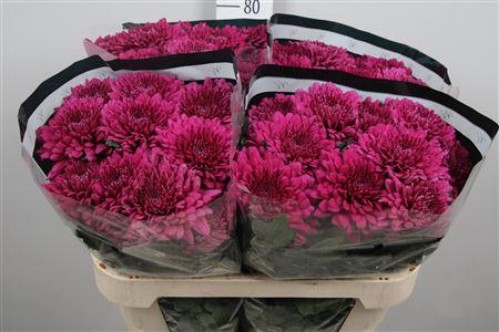 <h4>Chr G Lamira</h4>