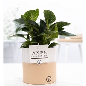 Philodendron White Wave in P&PURE Rosy ceramics