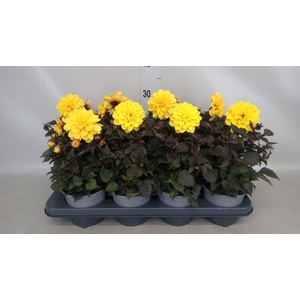 Dahlia  'Gardenetta Yellow'