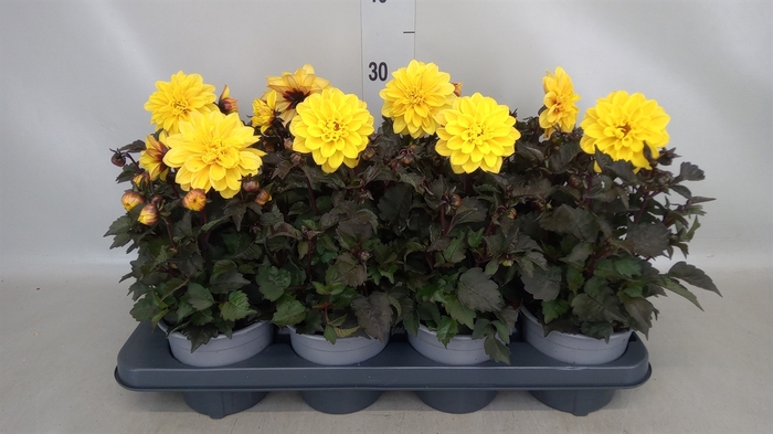 <h4>Dahlia  'Gardenetta Yellow'</h4>