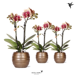 Kolibri Orchids Phalaenopsis Diamond Spain 2 spike in Bee pot