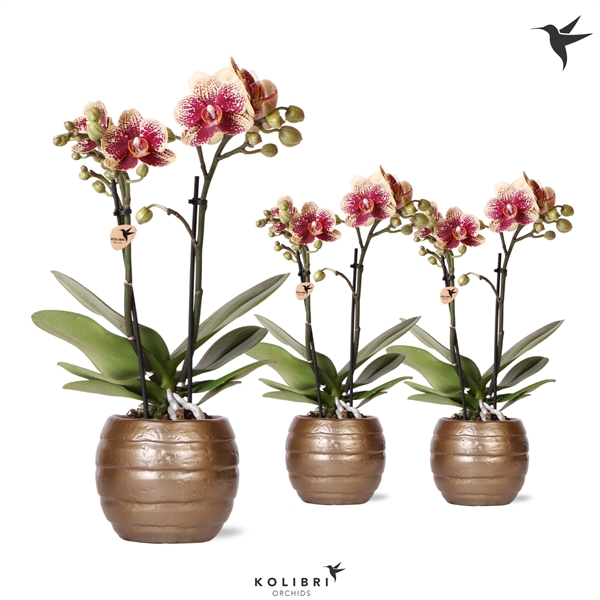 <h4>Kolibri Orchids Phalaenopsis Diamond Spain 2 spike in Bee pot</h4>