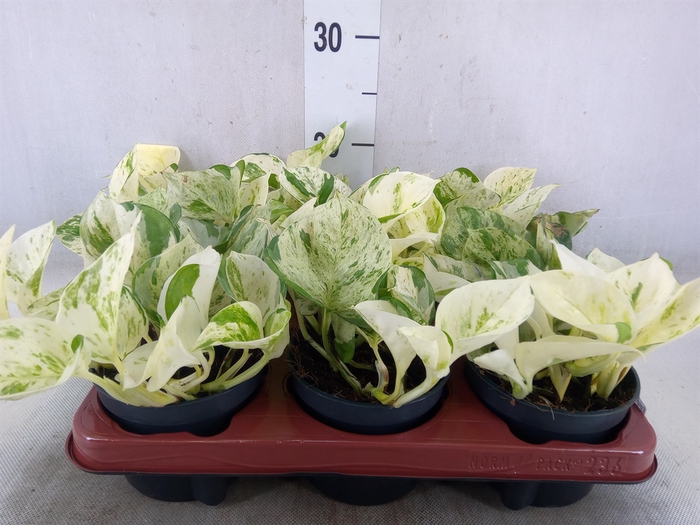 <h4>Epipremnum pinn. 'Happy Leaf'</h4>