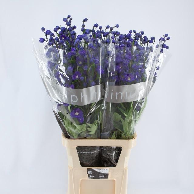 <h4>DELPH DU DELP POWER</h4>