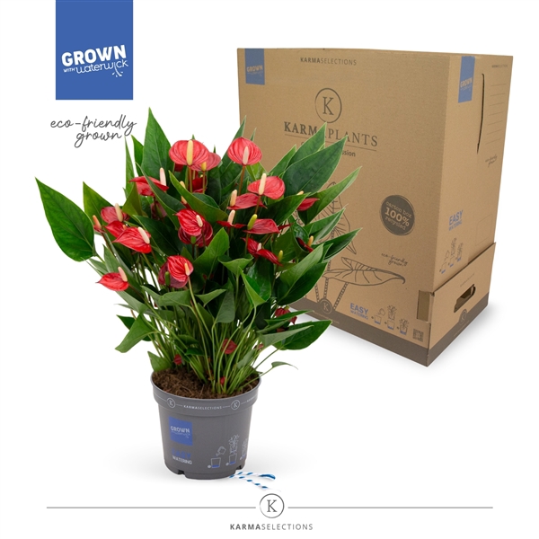 <h4>Anthurium - KARMA Million | 17cm | PLASTIC FREE</h4>