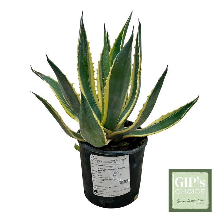<h4>Agave americana marginata P18</h4>