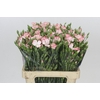 Dianthus Sp Symply Strike