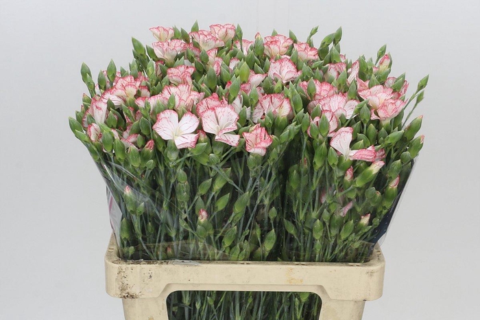 Dianthus Sp Symply Strike
