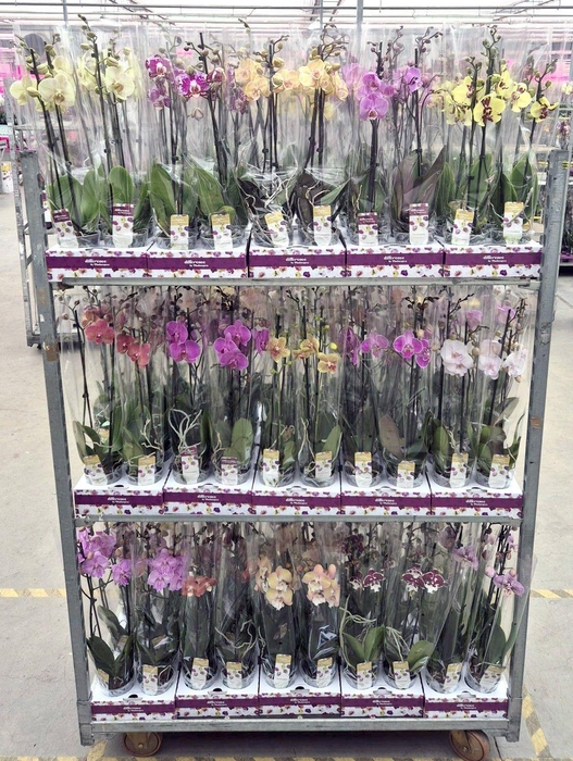 <h4>Op kleur 30 kleuren mix 60cm (GROEN)</h4>