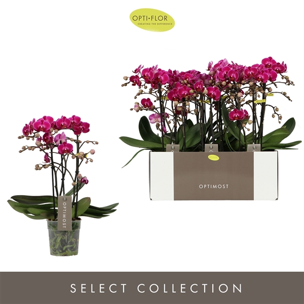 <h4>Phalaenopsis Multiflora Anthura Morelia</h4>