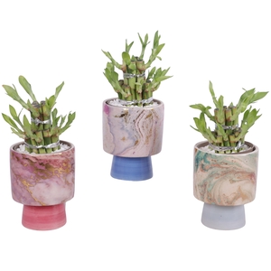 Lucky Bamboo Shape Round 2S Ø10cm Ceramic FB676