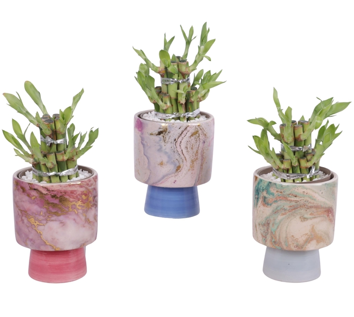 <h4>Lucky Bamboo Shape Round 2S Ø10cm Ceramic FB676</h4>