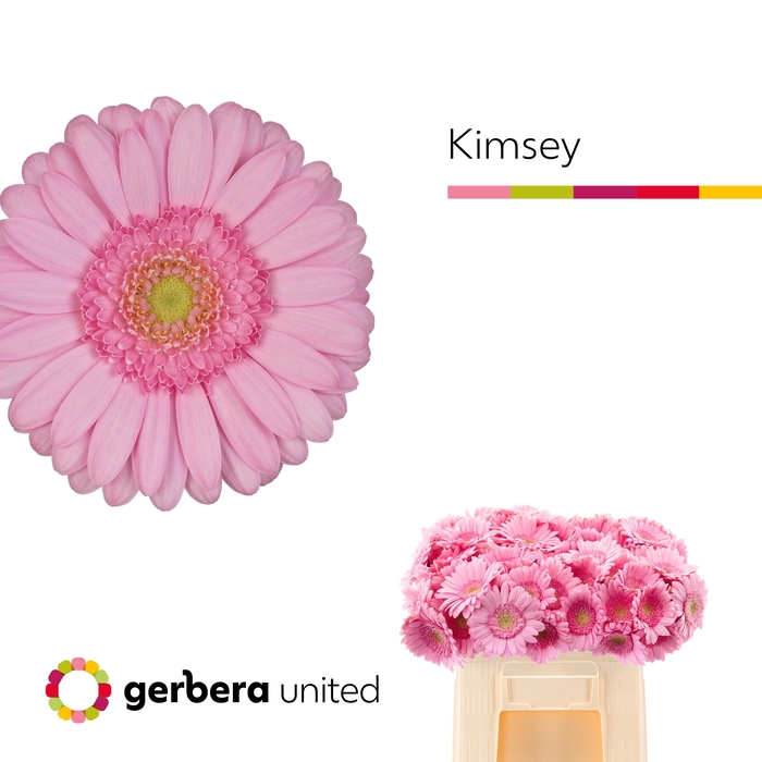 <h4>GE MI KIMSEY</h4>