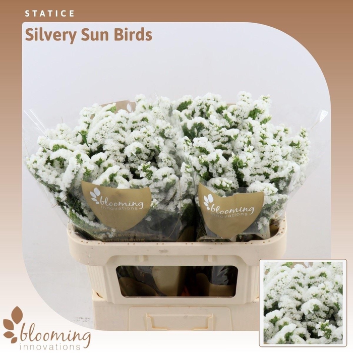 <h4>Statice Silvery Sun Birds | Heavy Quality</h4>