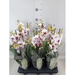 Phalaenopsis multi. 'FC Safe Haven'