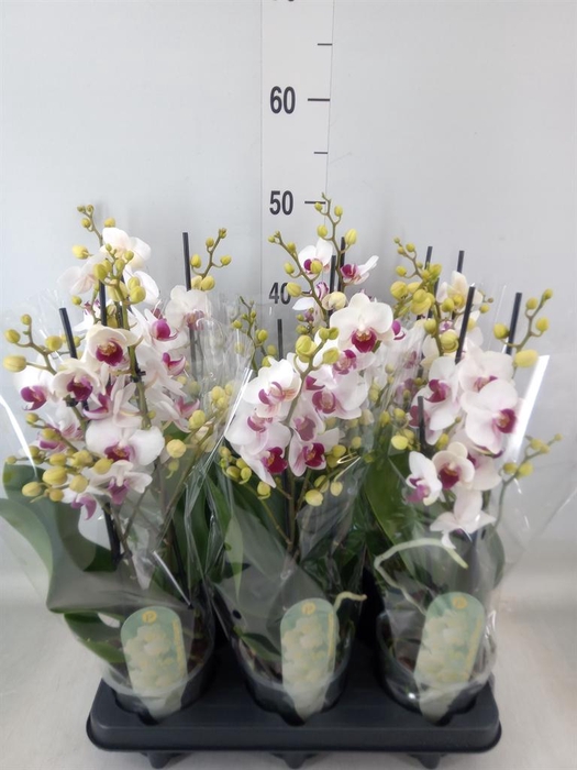 <h4>Phalaenopsis multi. 'FC Safe Haven'</h4>