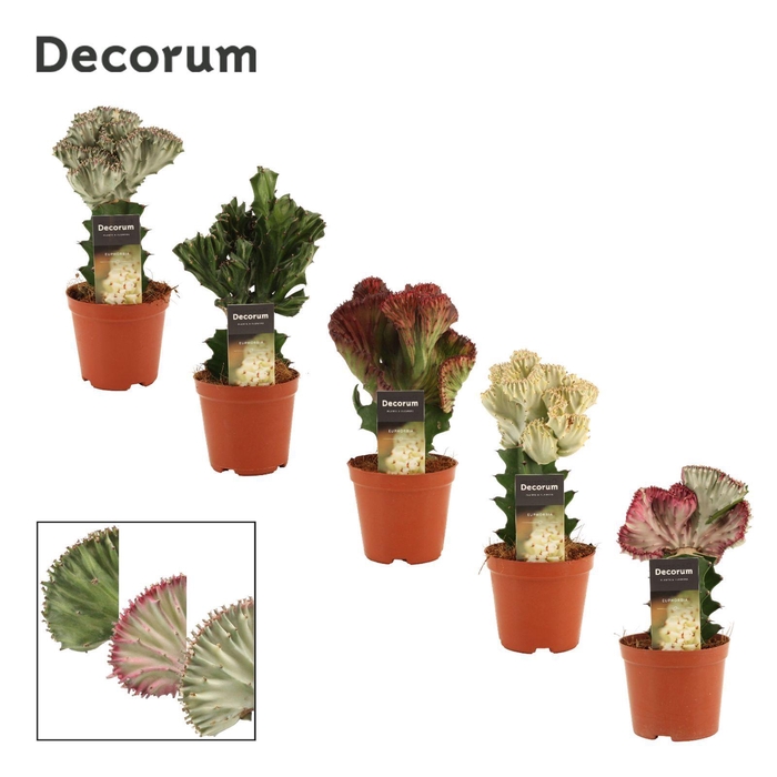 <h4>Euphorbia Lactea 12 cm Spikey (Decorum)</h4>