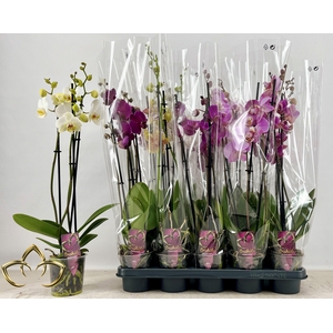 PHAL GEM