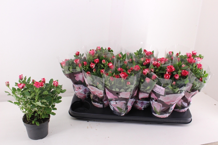 <h4>RO GIGI PARTY</h4>