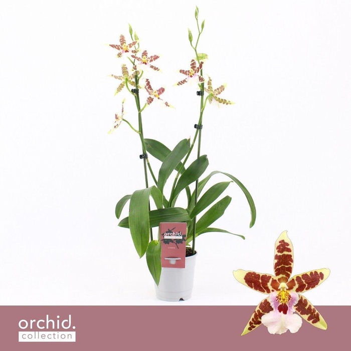 <h4>Cambria, White Renaissance 2-spike 'Orchid Collection'</h4>