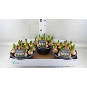 Hyacinthus orie. 'Pearl White'