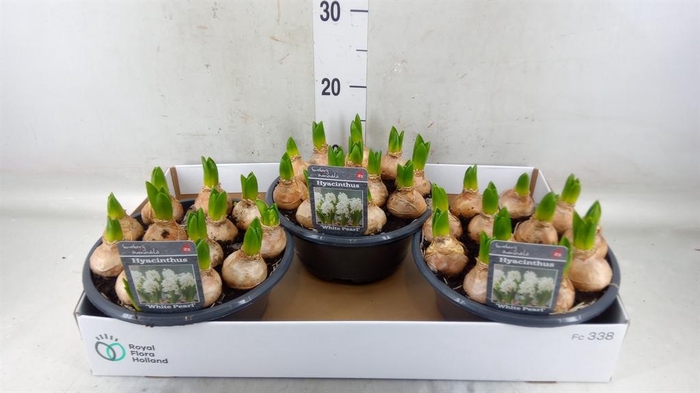 <h4>Hyacinthus orie. 'Pearl White'</h4>