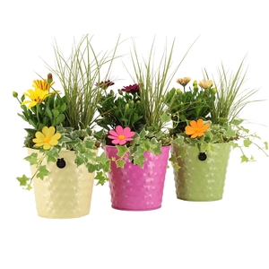 31676: Outdoor summer arrangement