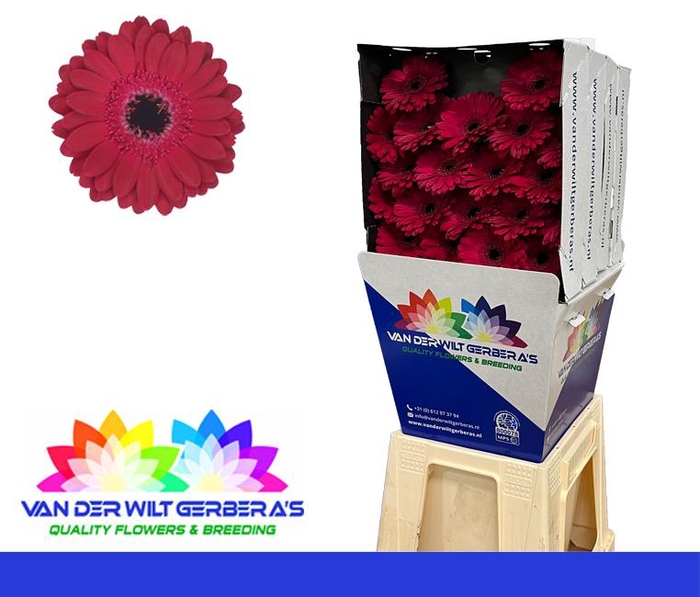 <h4>Germini Diana Diamond</h4>