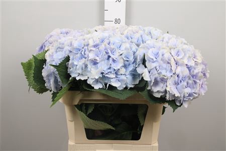 <h4>Hydr M Verena Bl</h4>