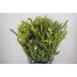 Mimosa St Elena P Bujnch