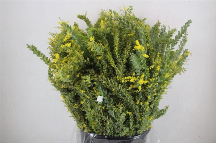 <h4>Mimosa St Elena P Bujnch</h4>