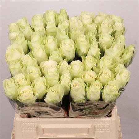 <h4>R Gr Athena</h4>