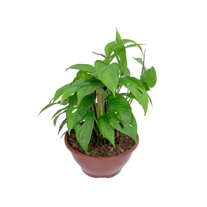 MONSTERA DELICIOSA C21