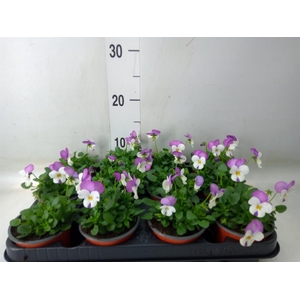 Viola wr. 'Delta Violet and White'