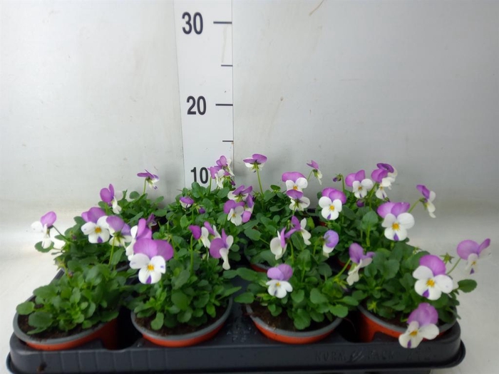 <h4>Viola wr. 'Delta Violet and White'</h4>